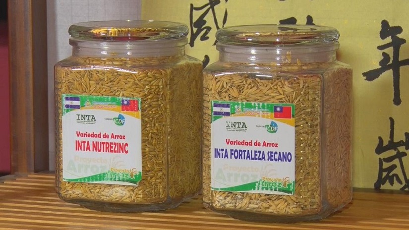 NICARROZ1